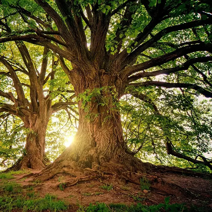 Ferences napok Piliscsaba 1. - szimbolikus kép a természetről, két idős fáról